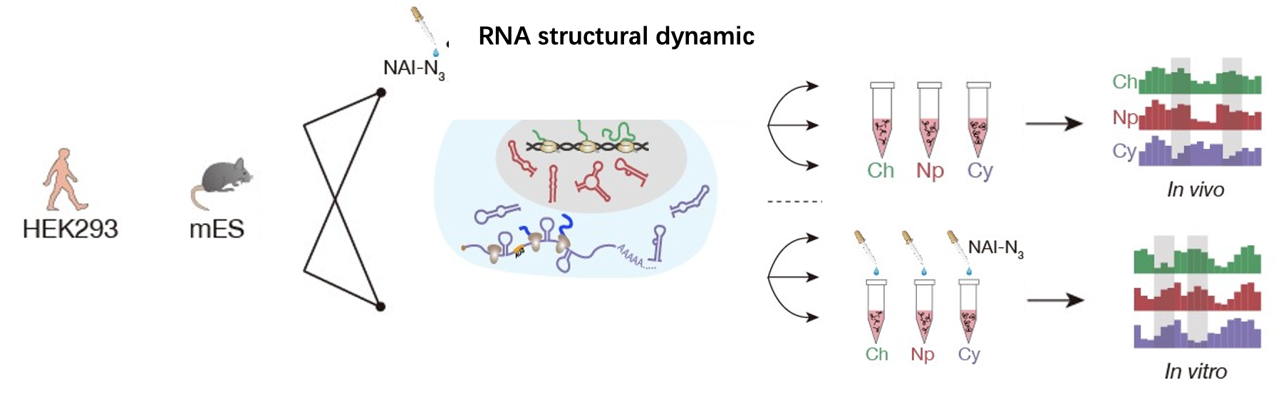 structural dynamic