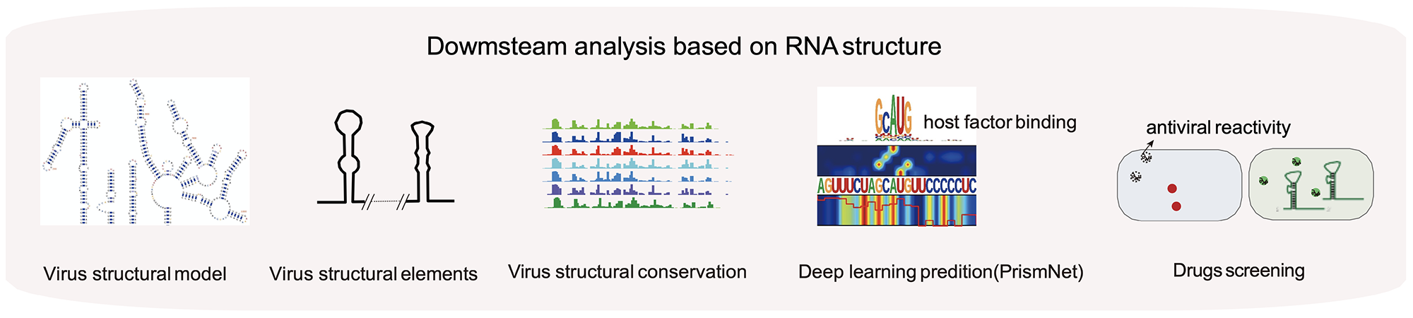 In vivo structural characterization of the whole SARS-CoV-2 RNA genome identifies host cell target proteins vulnerable
                    to re-purposed drugs